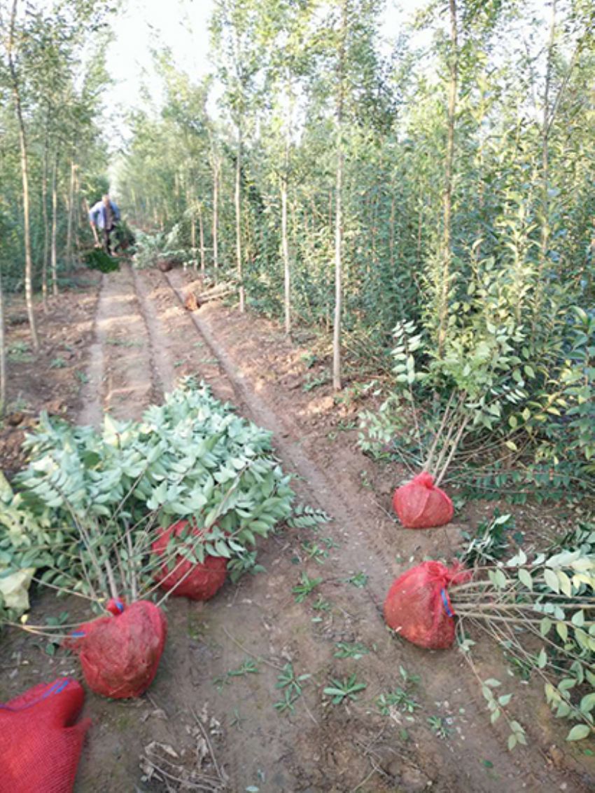 點(diǎn)擊查看詳細(xì)信息<br>標(biāo)題：叢生女貞 閱讀次數(shù)：3187